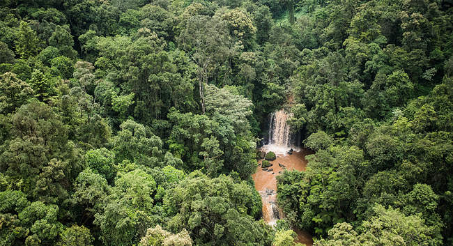 Aerial view of dense montane canopy and a waterfall in the Mau Forest Complex, Kenya